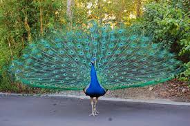Bird With Long Colorful Tail Feathers The Birdwatcher S Guide To Twitter Basic Species Identification Peacock Images Most Beautiful Birds Beautiful Birds