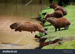 Capybaras jumping