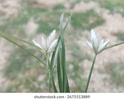 Image result for Cyperus niveus