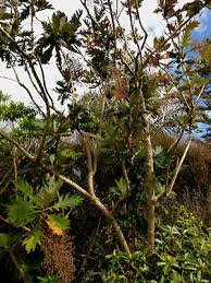 Image result for Bocconia