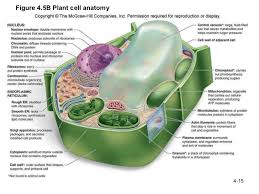 Labeled Plant Cell And Functions Plant Cell Plant And Animal Cells Plant Cell Diagram
