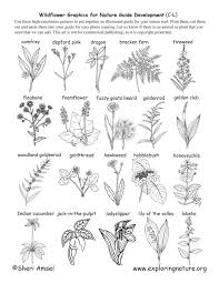 Wildflowers That Start With C Through L