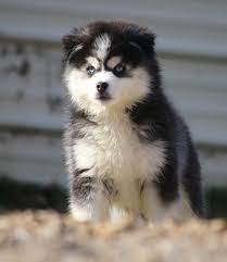 Pretty Blueeyed Babygirl Minnie The Pomsky Puppy Gets Her Cute Size From The Pomeranian Side But Got Th Pomsky Puppies Puppies Cute Dogs And Puppies