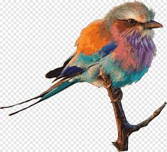 Read on to learn all about it! Lilac Breasted Roller Png Images Pngwing