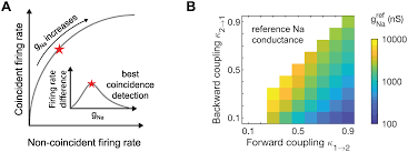 Mso neurons create sensitivity to itd via binaural coincidence detection axonal delay lines in nucleus laminaris.basic circuit involves neural delay lines and coincidence detectors to perform an interaural. Soma Axon Coupling Configurations That Enhance Neuronal Coincidence Detection