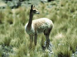 See info like phone number, address, email & more. Nama Hewan Dari Huruf V Anak Cemerlang Hewan Binatang Gambar