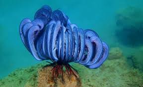 9 Sea Creatures Who Are Out Of This World Earth Rangers Where Kids Go To Save Animals The white fuzzy look to the coral are the coral polyps feeding. 9 sea creatures who are out of this