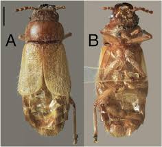 Country club dr., mesa, az 85210. Review Of North American Dascillidae Coleoptera Dascilloidea With Descriptions Of Dramatic Female Wing Reduction