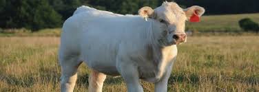 Breeds Of Livestock Oklahoma State University Breeds Of Livestock Department Of Animal Science Animal Science Sheep Breeds Animals
