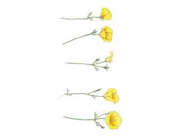 Yellow California Poppies Eco Friendly Print 8x10 Yellow Rose Tattoos Yellow Flower Tattoos Buttercup Tattoo