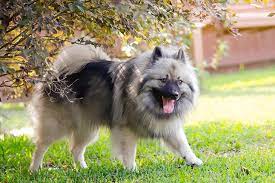 This is your ultimate guide to the best short the shorter hair is on sides, the shorter hair is on top. Keeshond Dog Breed Information
