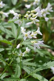 Image result for Cardamine