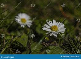 Young Daisy Bloom in Sunny Hot Spring Day Stock Photo - Image of outdoor,  landscape: 147403770