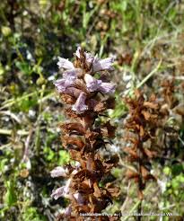 Image result for Orobanche minor