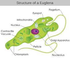 Euglena Classification Protists Teaching Biology Science Biology
