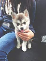 25 Klee Kai Ideas Alaskan Klee Kai Dogs Dog Lovers