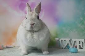 睡眠時間 うさぎ 睡眠 睡眠時間