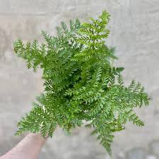 Image result for Asplenium gemmiferum