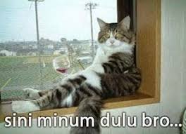  Kumpulan Gambar Kucing Numpang Lewat Lucu Untuk Komentar Sebilas Inpo Funny Cat Photos Funny Cat Pictures Funny Animal Pictures