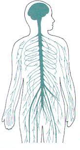 This type of action potential propagation is called saltatory conduction (red arrows in the diagram). Blank Nervous System Diagram Brain Parts Fill In The Blank Color Teaching Middle Spinal Cranial Override If Right But Different Order Ganglia Enteric The Blank Functional Component