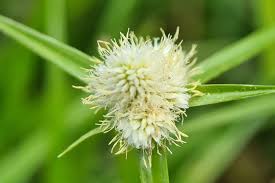 Image result for Cyperus margaritaceus