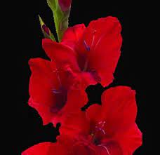 Red Gladiolus Flower Gladiolus Flower Red Wedding Flowers Gladiolus Wedding Flowers