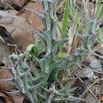 Image result for Orbea carnosa