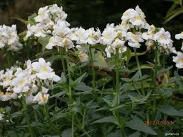 Image result for ostruhatka