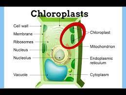 Chloroplasts Definition Function Structure Youtube