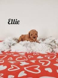 Browse the largest, most trusted source of cavapoo puppies for sale. 3t08yxyzfs7r6m
