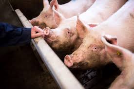 Go directly to the main content. Varkensfokbedrijf Beerens B V Boeren Van Nederweert Boeren Van Nederweert