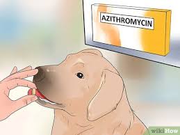 Warzen Bei Hunden Entfernen Wikihow