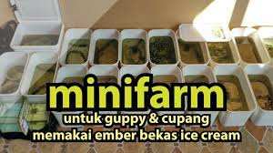 Sep 09, 2020 · cara budidaya ikan guppy di ember dan aquarium. Mini Farm Guppy Cupang Pake Ember Es Krim Youtube