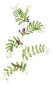 Image result for Vicia sativa