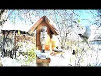 кормушка для птиц из пластиковой бутылки 5 литров фото Kormushka Dlya Ptic Iz Butylki 5 Litrov V Detskij Sadik Youtube Kormushka Dlya Ptic Detskie Pticy