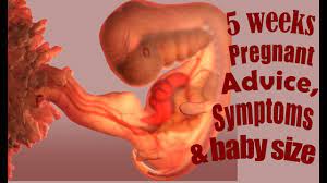 5 Weeks Pregnant Advice Symptoms What To Expect 5 Weeks Pregnant Symptoms 5 Week Pregnant Baby Size Youtube