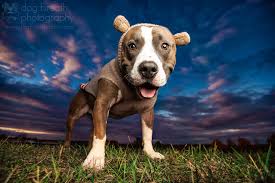 Post your profile for free and apply to pet boarding jobs online. Meet One Of The Best Dog Photographers On 500px And In The World 500px