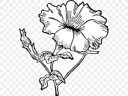 Drawing Line Art Flower Petunia Clip Art Png 574x612px Drawing Artwork Black And White Branch Cut