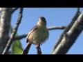 Suara kicau burung cici merah betina, super master kicau.!! Download Burung Cici Padi Betina Mp3 4 7 Mb Kicau Siburung Com