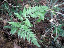 Image result for Asplenium cancellatum