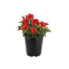 2 5 Quart Hibiscus In Pot L10437 Lowes Com Hibiscus Plant Blooming Plants Sun Loving Plants