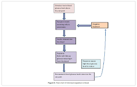 Role Of Homeostasis In Human Physiology A Review