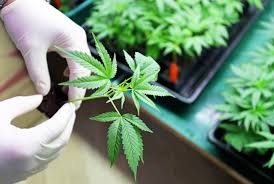 INASE: Aprueban las primeras variedades nacionales de semillas para la  comercialización - Cannábica Argentina