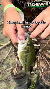 Catch and Release: Feeding a Bass with a Minnow