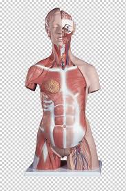 On this page, you'll find links to descriptions and pictures of the human body's parts and organ systems from head to toe. Torso Anatomy Human Body Muscle Torso Human Human Back Anatomy Png Klipartz