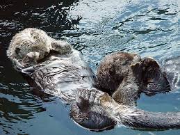 Image result for Enydra