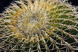 Red leaf plant with black edges. 1 056 Spiral Cactus Photos Free Royalty Free Stock Photos From Dreamstime