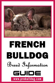 My frenchie is too thin, what should i do? French Bulldog Breed Information Guide French Bulldog Breed Bulldog Breeds Bulldog