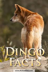 Dingo Facts Info Pictures Life Habitat Diet Threats More Dog Habitat Australia Animals Dingo