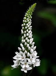 Image result for Lysimachia barbata